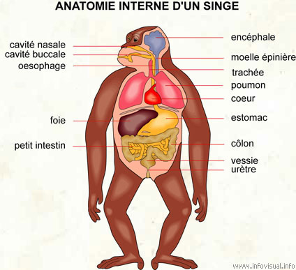 Anatomie interne d'un singe